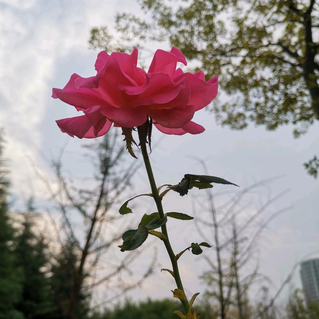 荭逗