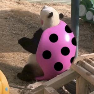 Panda🩷黑粉 胖岩鼻孔比眼大