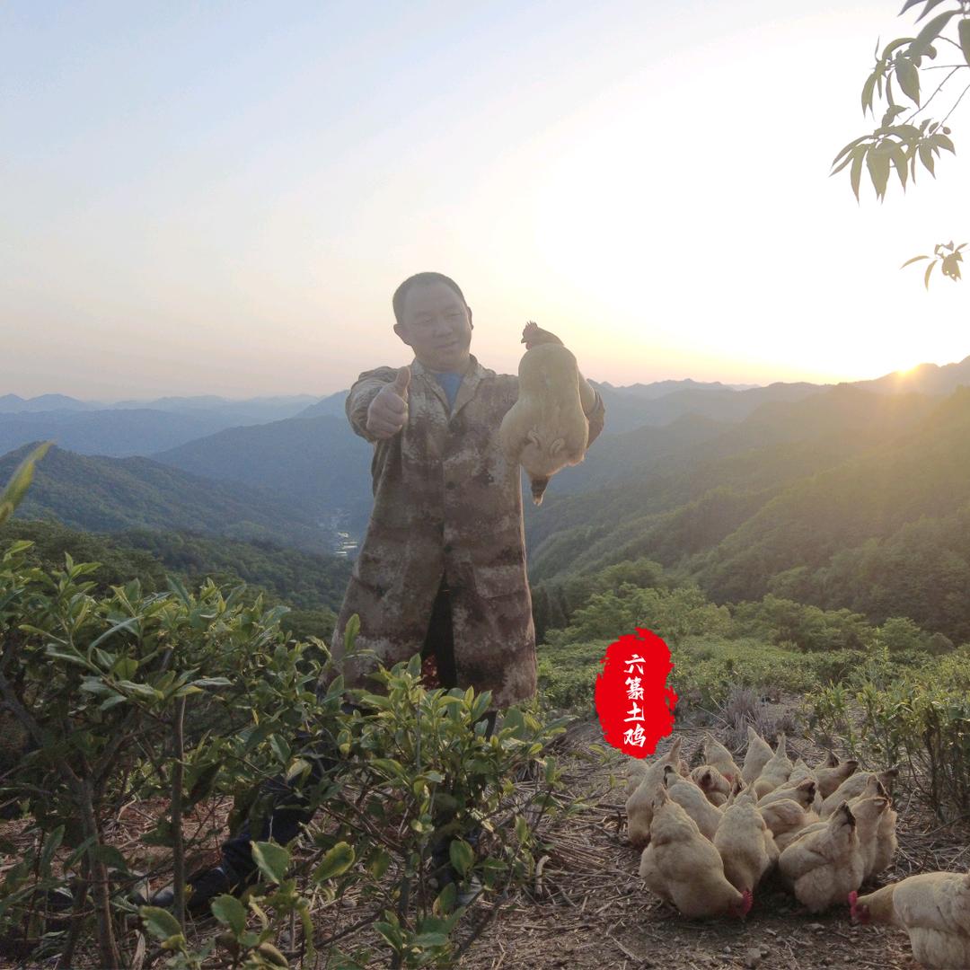 安化山里老黄