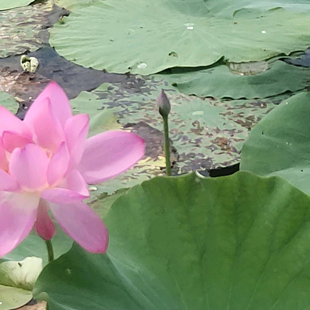 王导