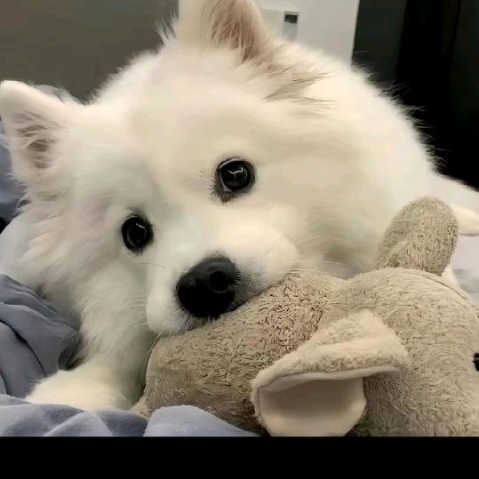 土狗说车