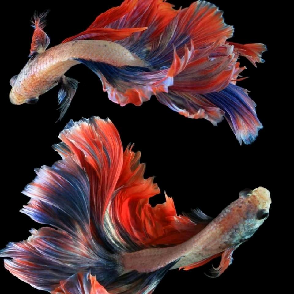 下辈子不一定遇见