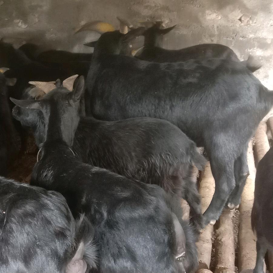 贵州黑山羊养殖