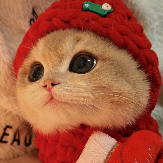 魔法小猫斯菲克斯