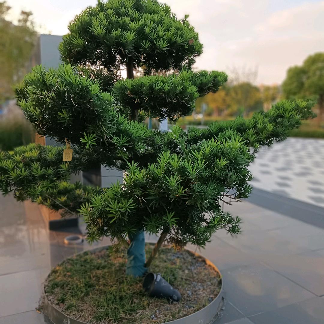 黑牡丹