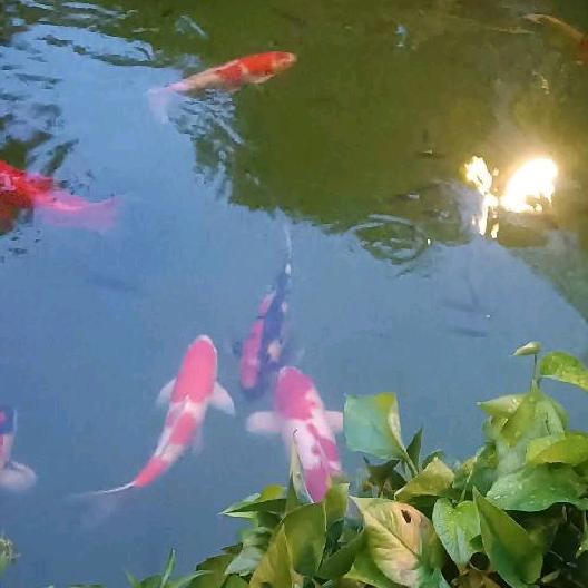 我喜欢听歌，朝夕还有，与君归