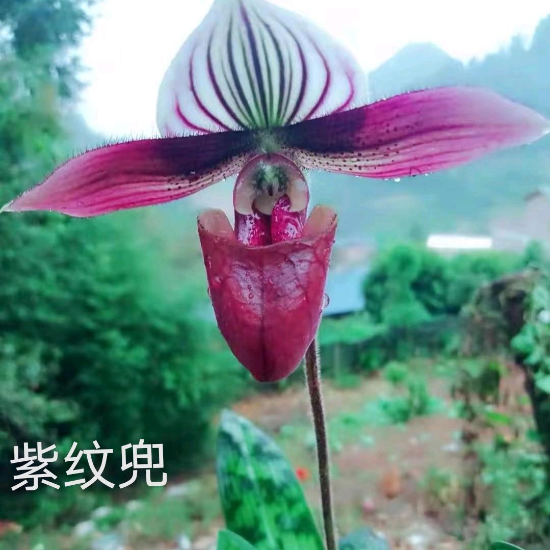 金瞳花卉