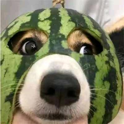 吃瓜群众🍉