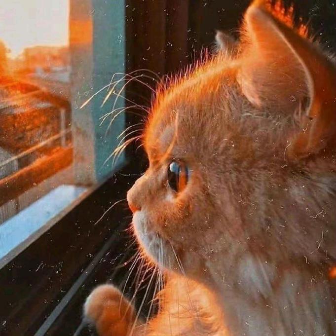 雨后的彩虹🌈.