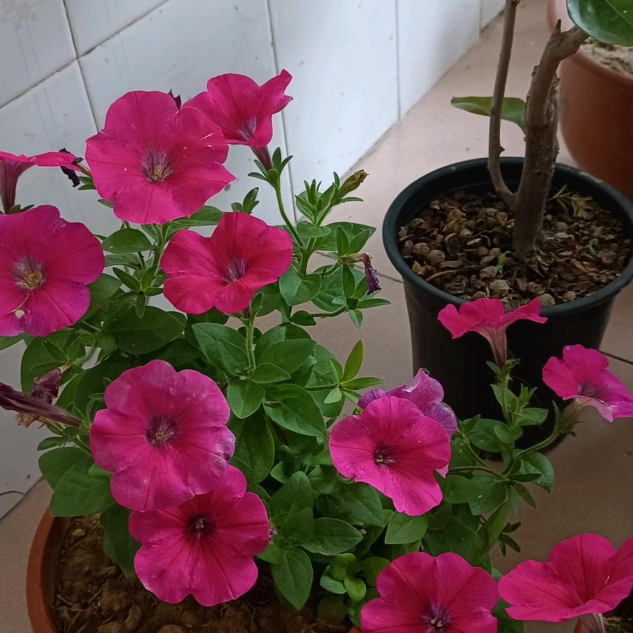 无花无酒锄作田