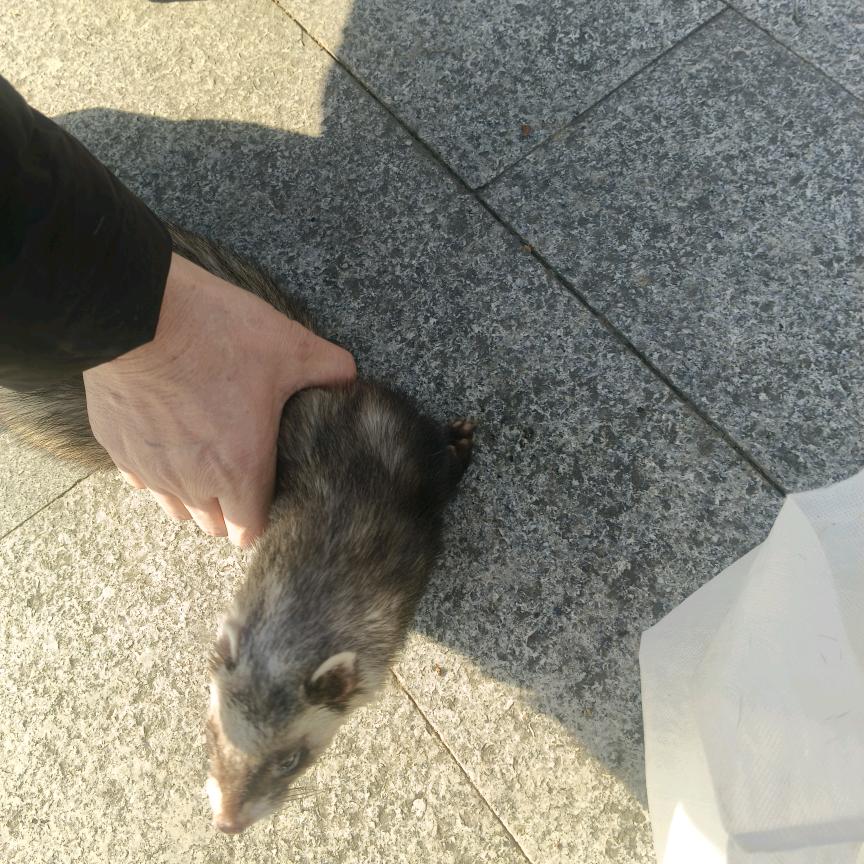 王彦涛