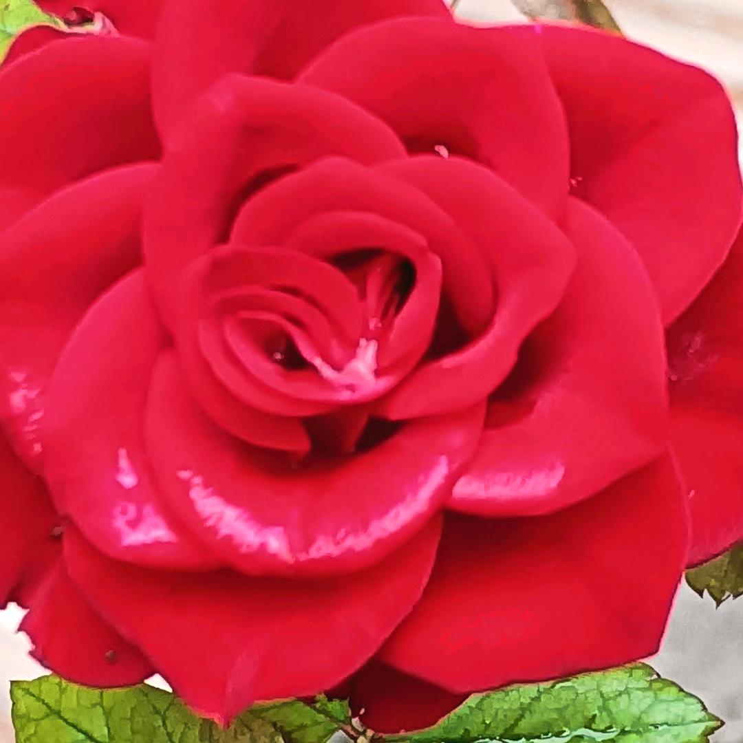 相信自己🌹
