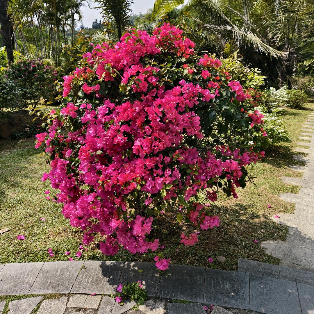 AIQRS 量子细胞检测NLS