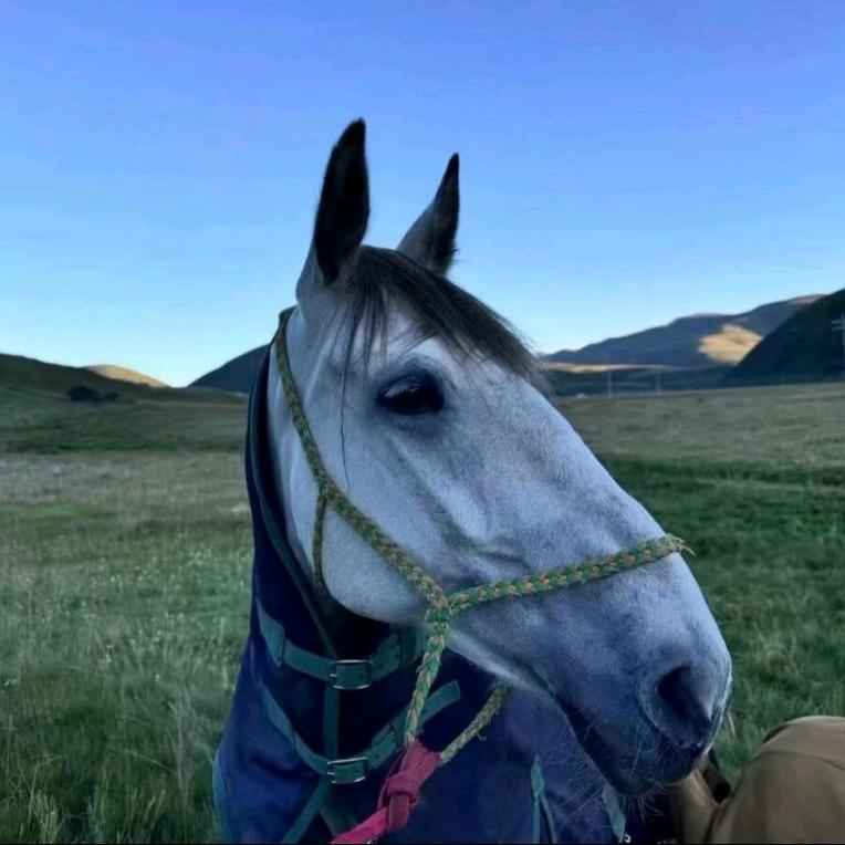 རྟ་ཐོག ࿈ ཕོ་རྒོད