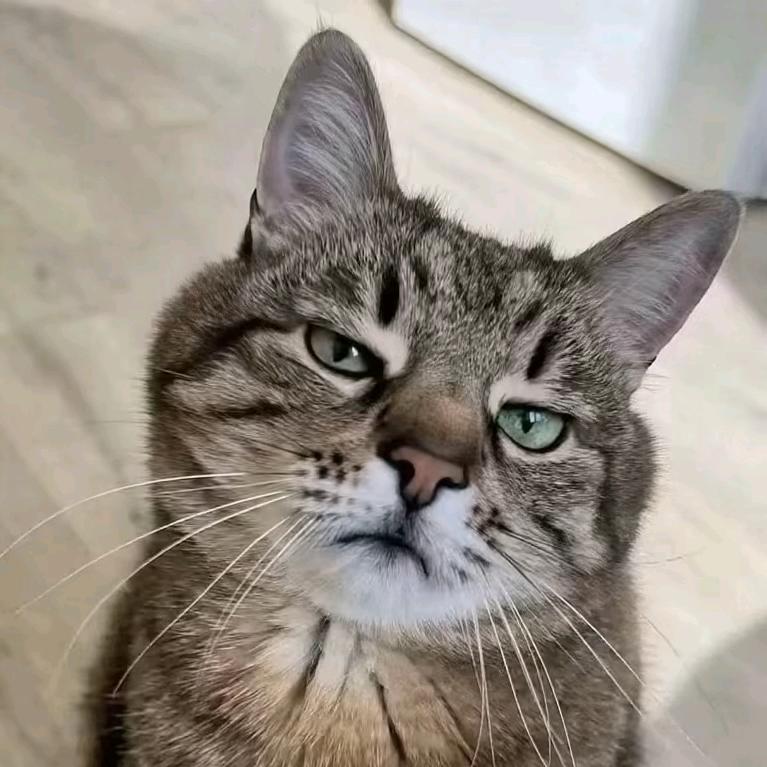 猫哥哥