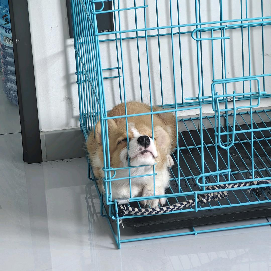 橙子. 𝓕𝓒
