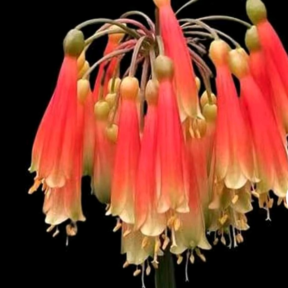 君子兰园艺工作室