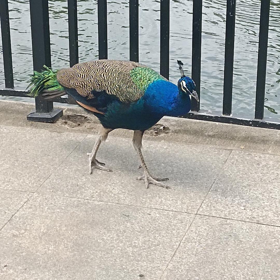 哈喽哈喽