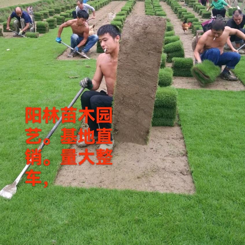 阳林园林绿化草皮苗木基地