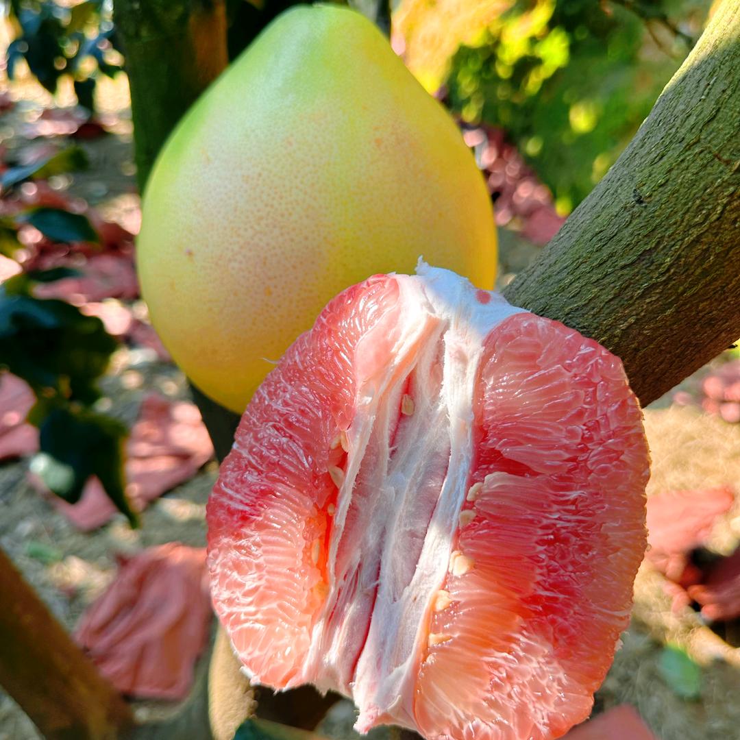 平和蜜柚第一深情