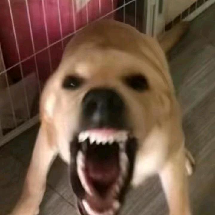 小番茄