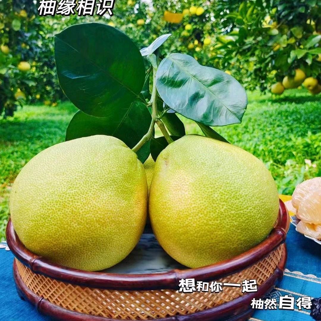 度尾文旦柚嘎嘎好果园