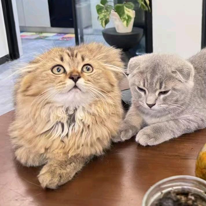 壹月萌宠烘焙🦴