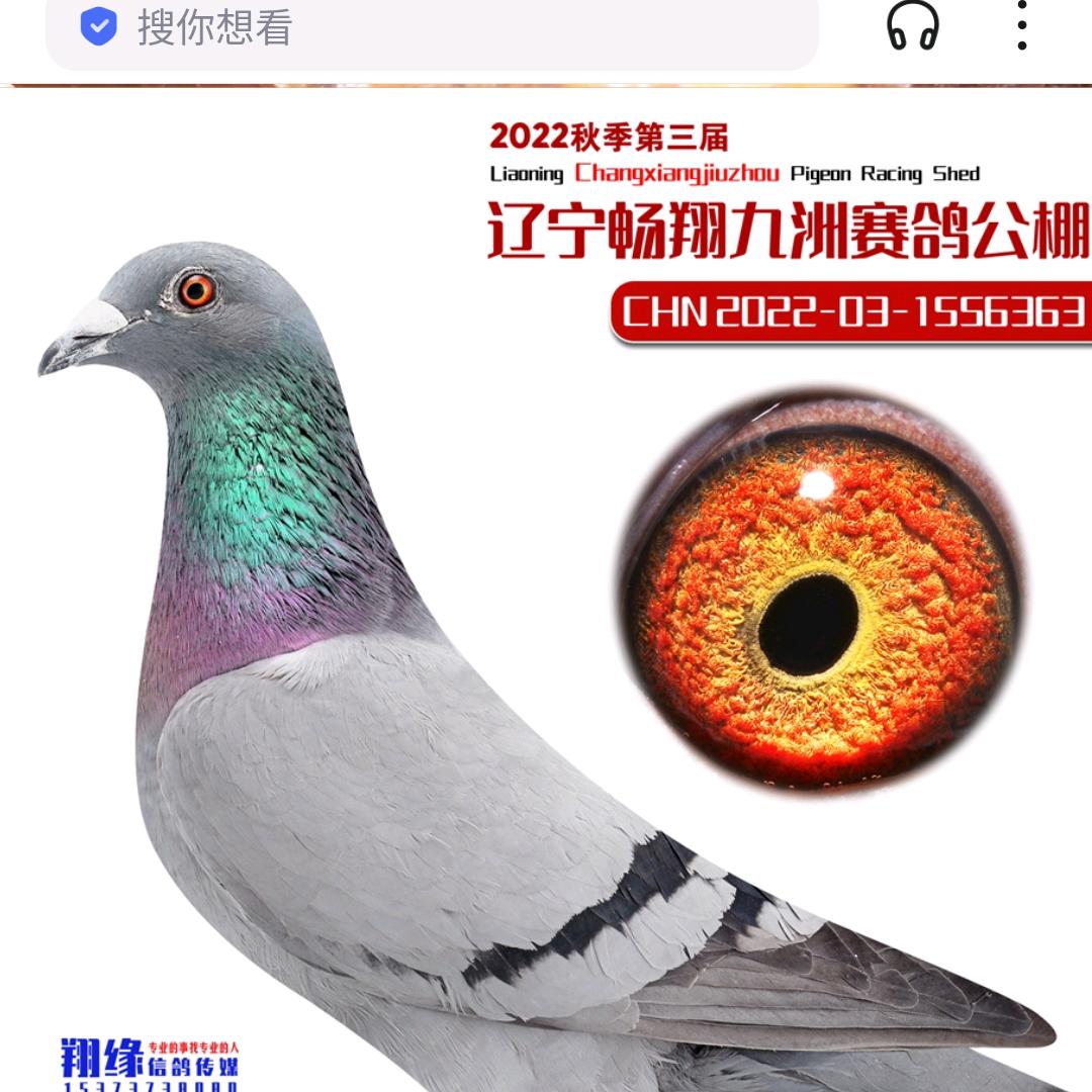 达喜赛鸽高端种鸽