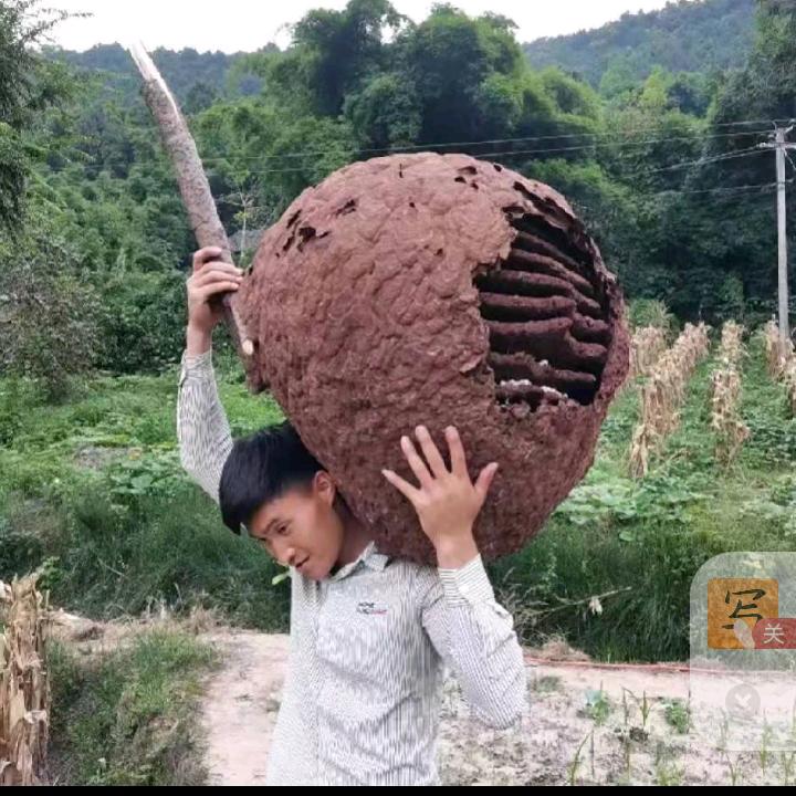 小情歌王子