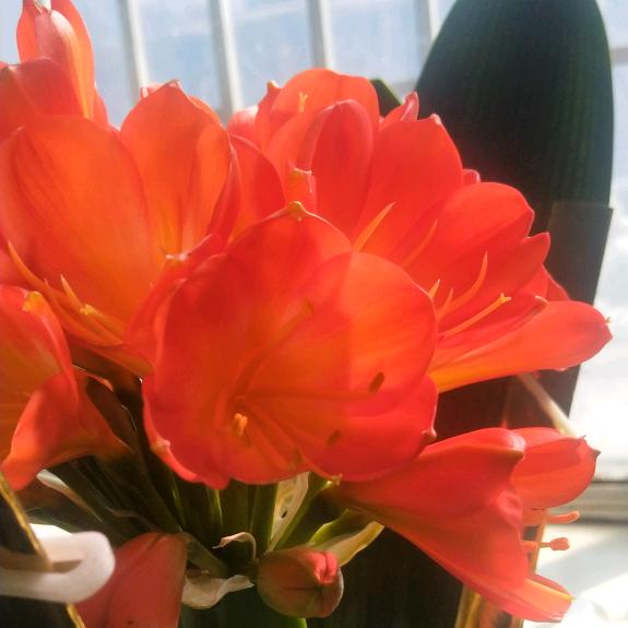 绿园区大乔花卉行