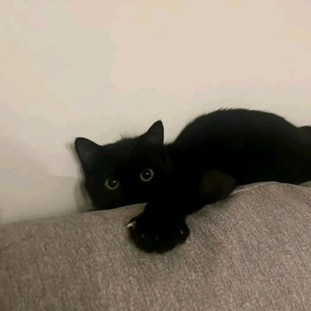 a猪是人的看着倒