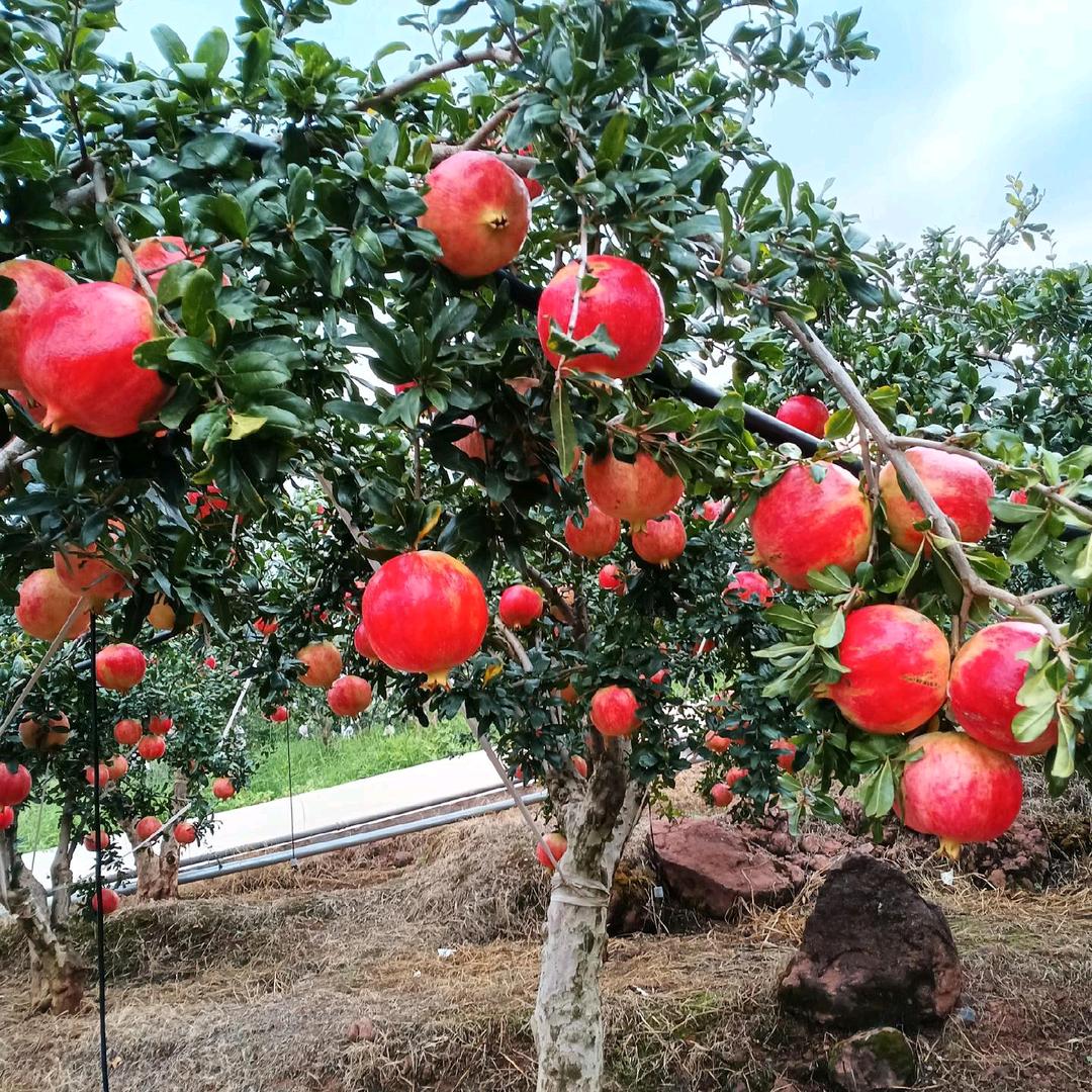 开开心心每一天