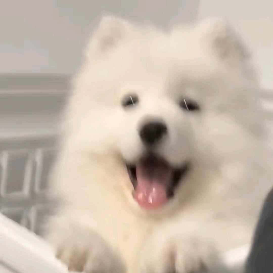 爱吃薯条🍟
