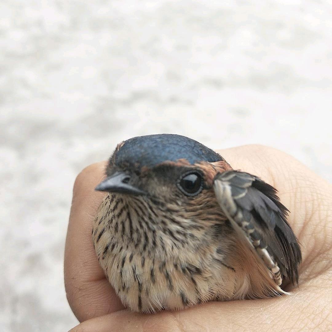优雅的颓废