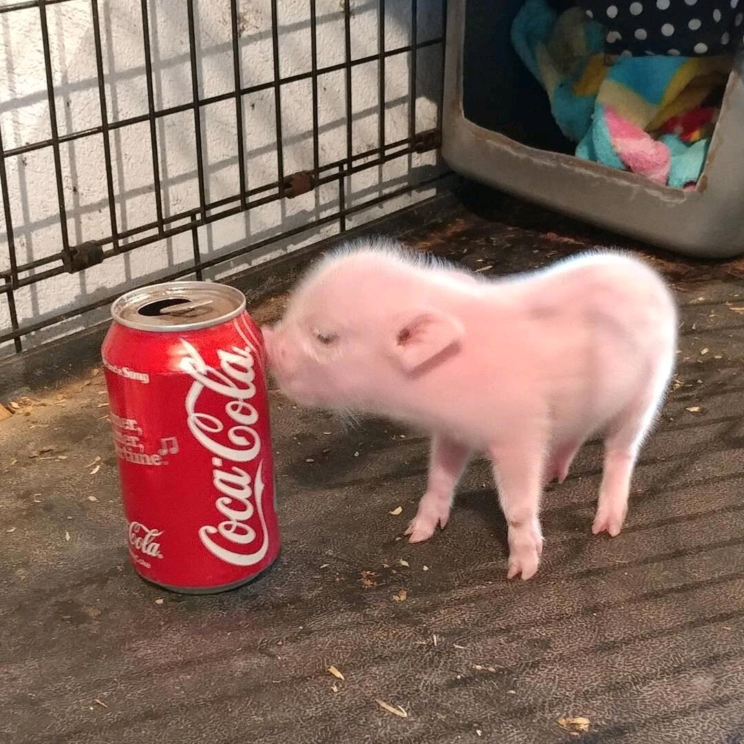 晗二傻