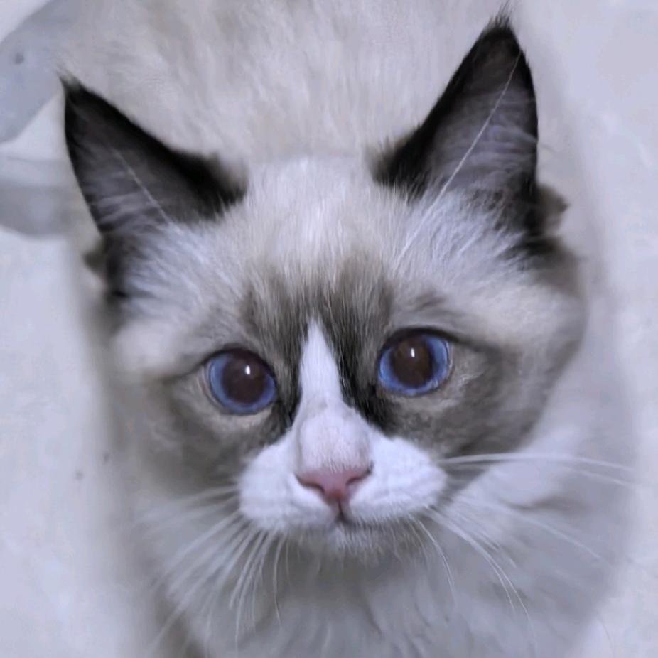 玖玥🐱
