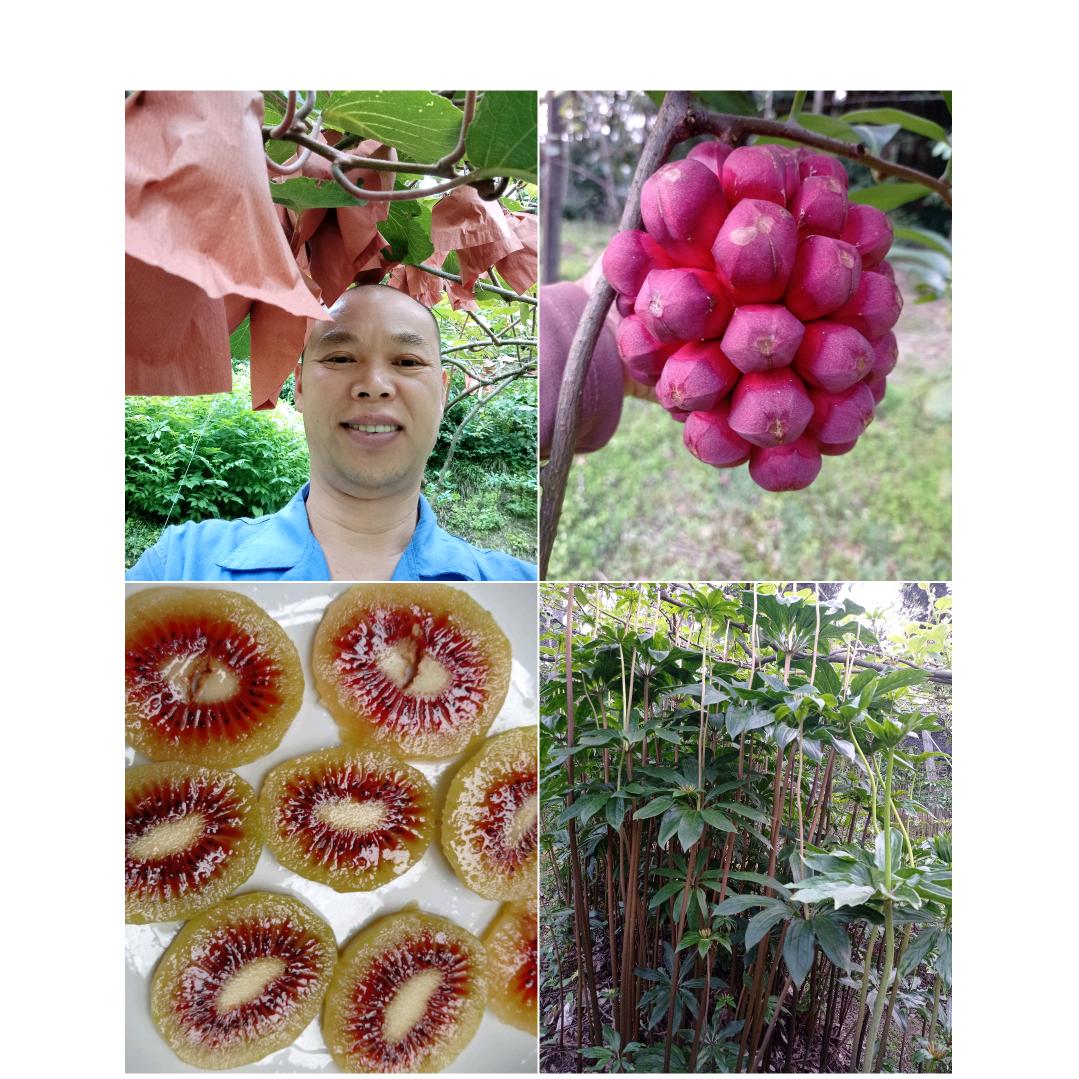 陈健