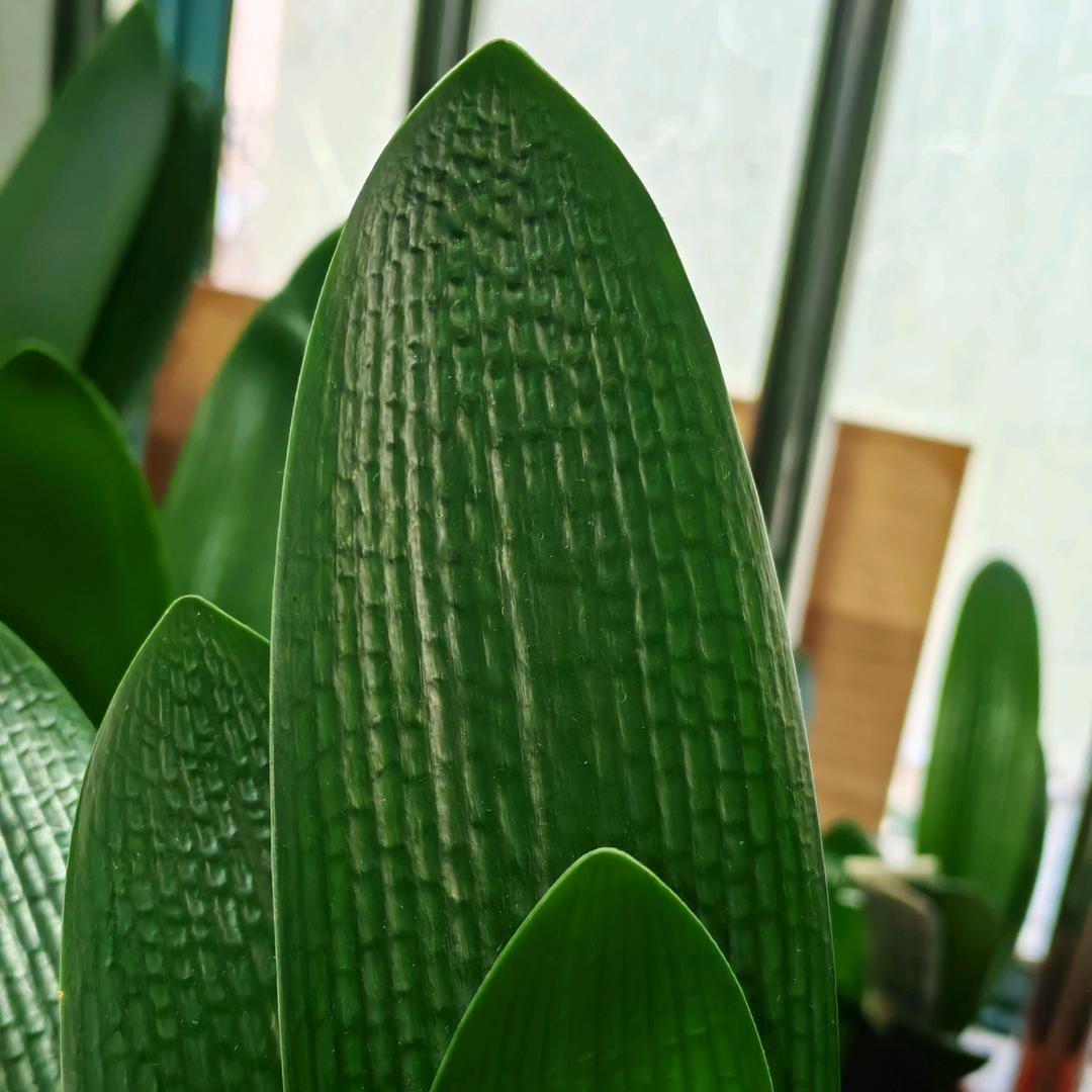 青岛大叶君子兰