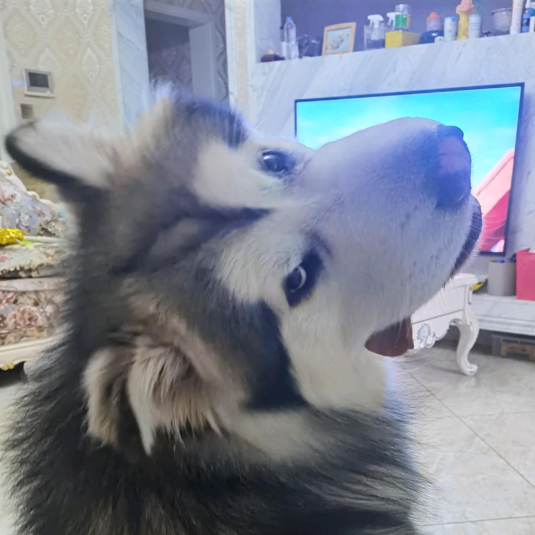 Lucky是个胆小鬼