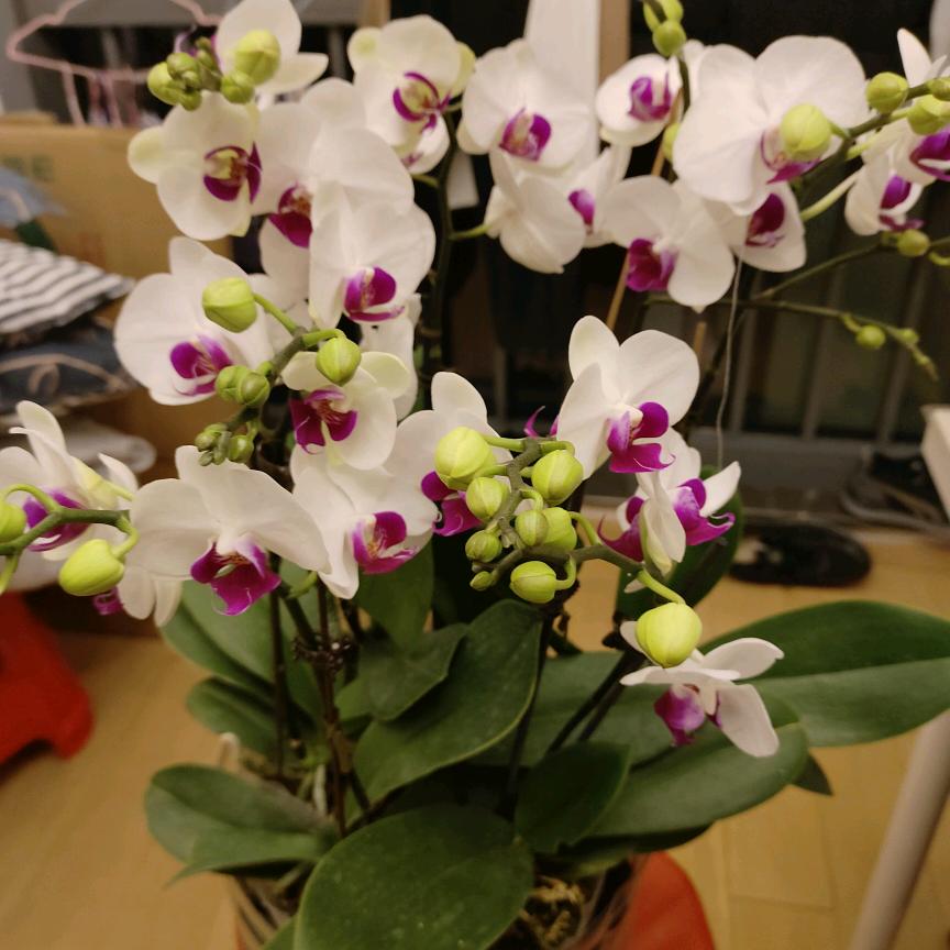 春暖花开