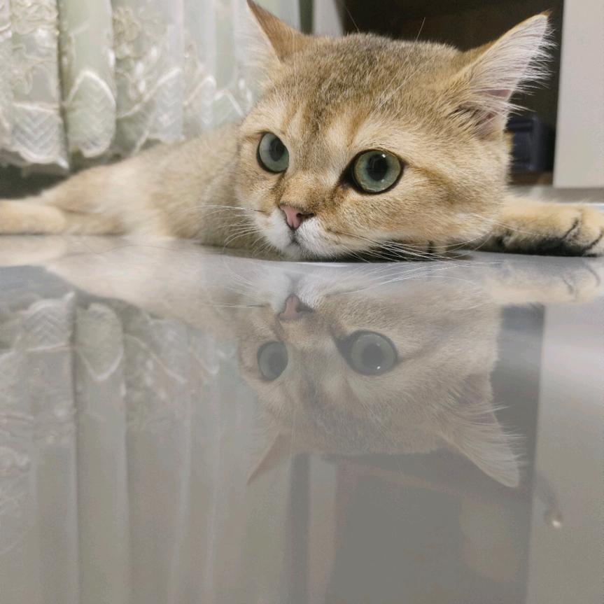 有点小糕冷