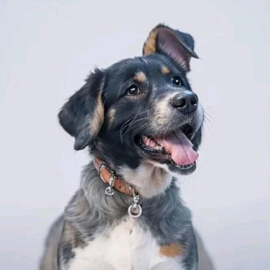 傻辰的黑粉头子