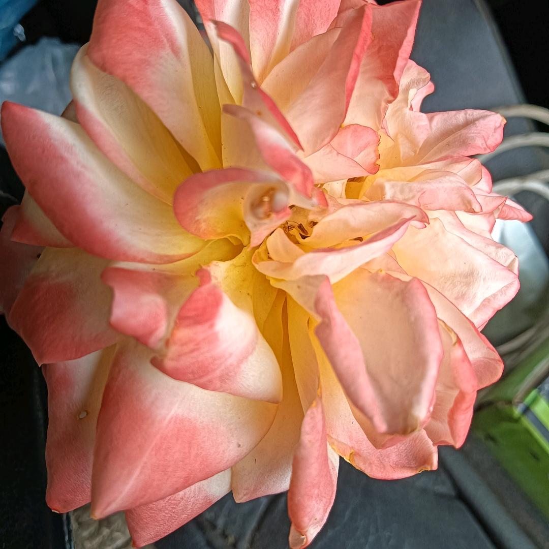 花开日落