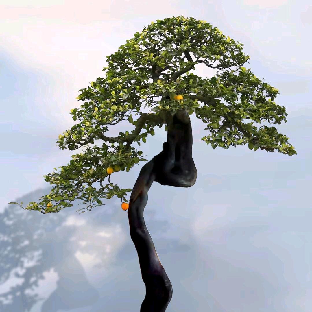 都是牛货金弹子盆景园