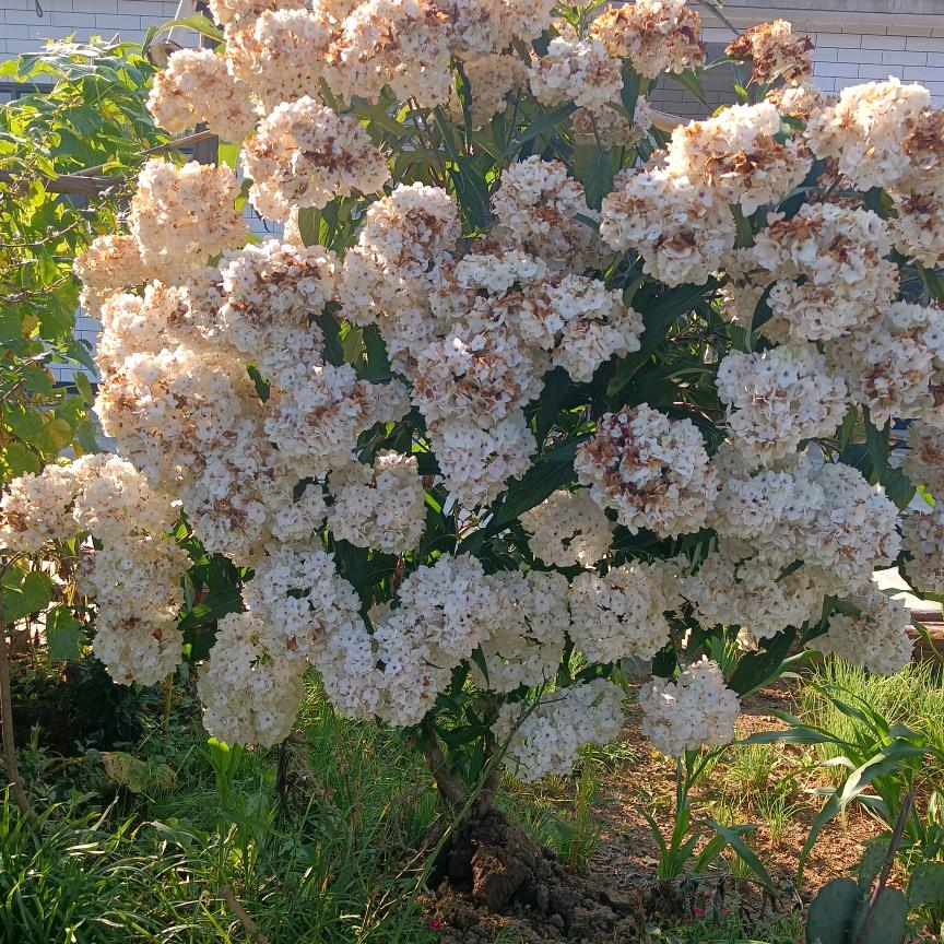 🍎🍎❤️❤️👭