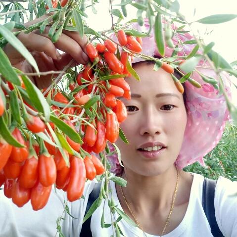 采枸杞的辣妹子