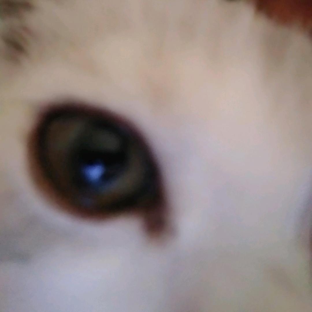 孤独与烈酒