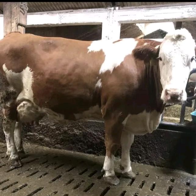 牛小肖🐂