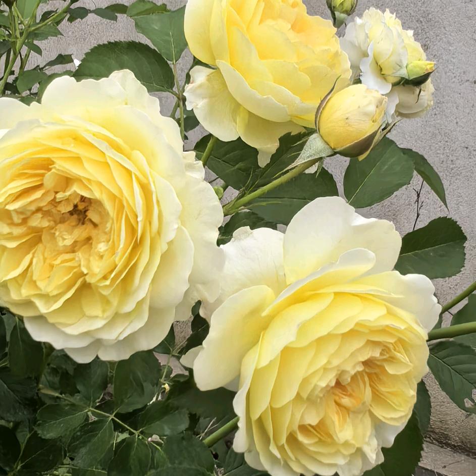 百岁树木业小张