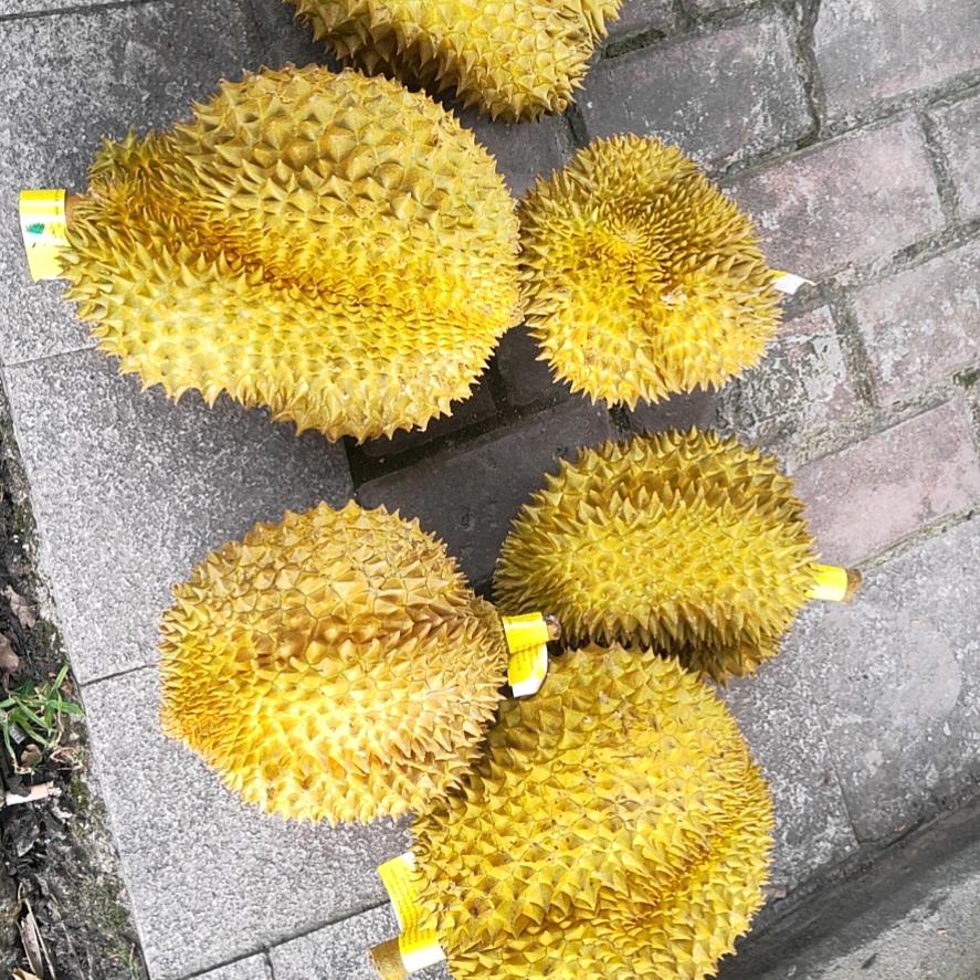 榴莲沱沱
